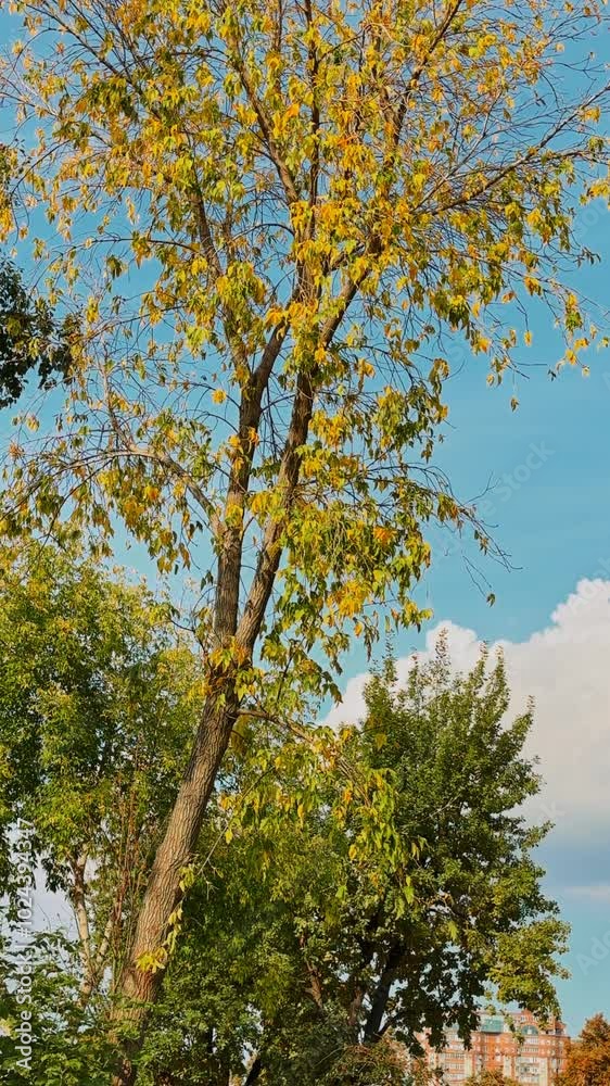 Yellow and green leaves on tree branches against a blue sky Yellow and green leaves on tree branches against a blue sky