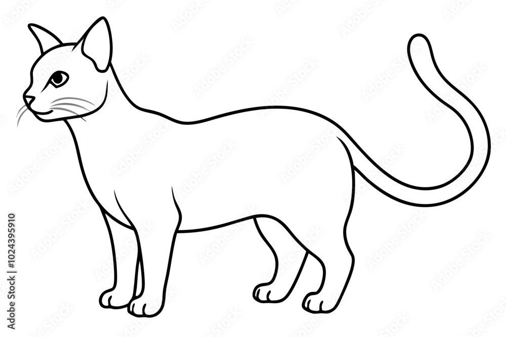 black and white cat black and white cat