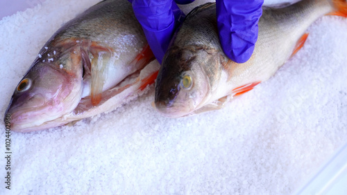 placing fish on a salted surface. brining process 