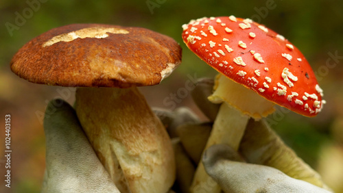    Amanita muscaria together with boletus edulis, in hands, close-up. concept: edible and inedible mushrooms in the forest    photo