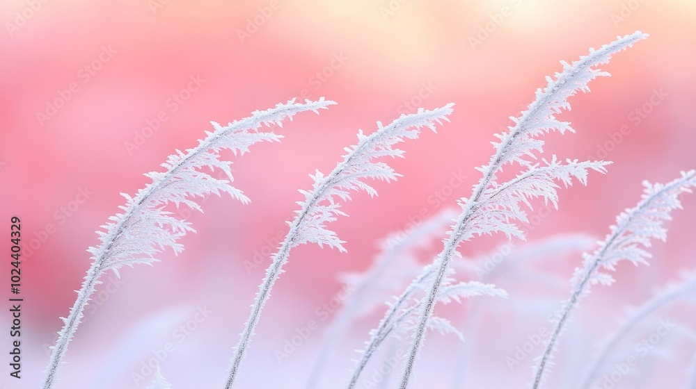 Frozen Grasses, Frost Frozen Grasses, Frost