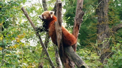 Portrait d'un panda roux perché dans un arbre au zoo d'Amiens dans la Somme. France photo