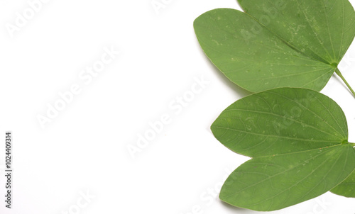 Indian Festival Dussehra, showing golden leaf and flowers with Kumkum and rice on White background. Greeting card. photo