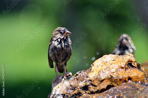 sweet sparrow taking a bath