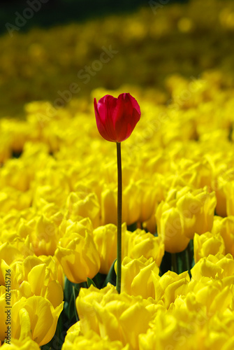 The beauty of red tulips among yellow tulips