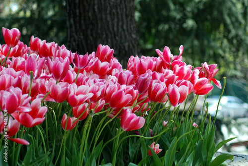 tulips dance in the garden