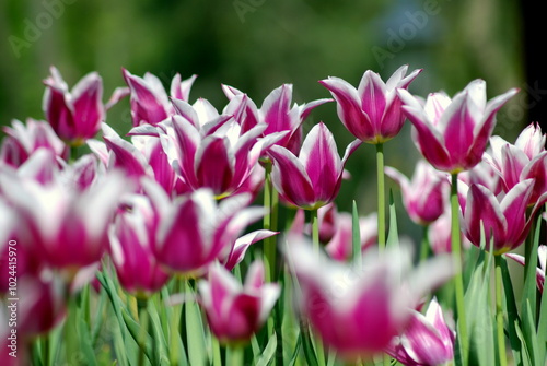 Purple Tulips in the garden