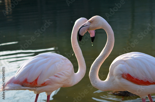 Flamingos making love in the lake