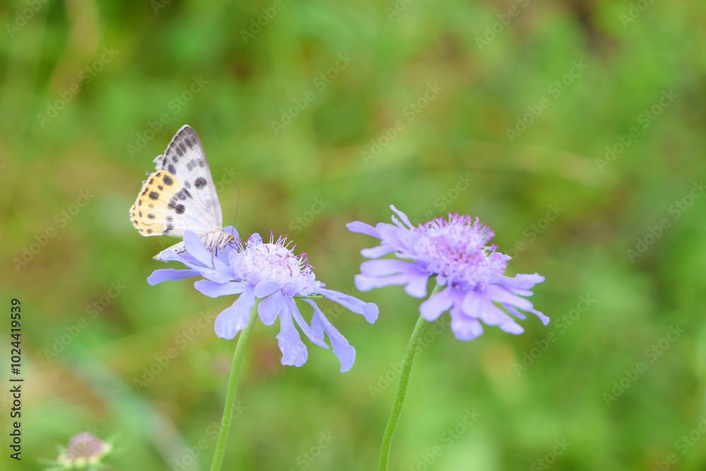A silver-studded blue feeding the scabiosa japonica nectar in Kirigamine, Nagano, Japan A silver-studded blue feeding the scabiosa japonica nectar in Kirigamine, Nagano, Japan