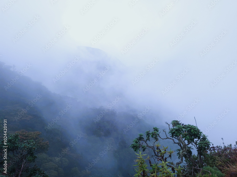 landscape of slope mountain with forest and lot of trees with mist or thick fog
Green mountain forest in cloudy and rainy dark moody weather
landscape of slope mountain with forest and lot of trees with mist or thick fog
Green mountain forest in cloudy and rainy dark moody weather