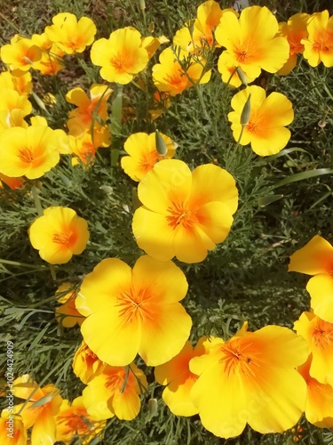 Eschscholzia californica. Amapola de california amarilla. 