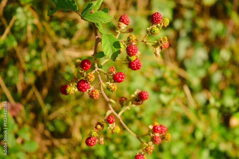 Obraz premium Raspberry bush in İstanbul, Turkey