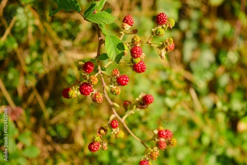 Raspberry bush in İstanbul, Turkey photo