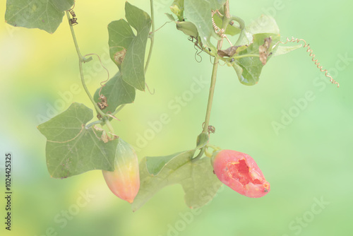 The beauty of the color of little gourd fruit or baby watermelon that ripens on the tree. This climbing plant has the scientific name Coccinia grandis. photo