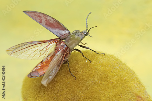 A click beetle is spreading its wings ready to fly. This insect has the scientific name Oxynopterus audouini. photo