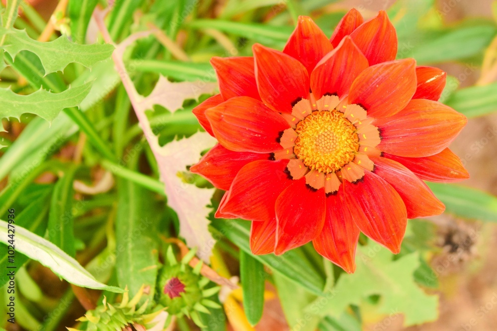 Orange gazania flower in Istanbul, Turkey Orange gazania flower in Istanbul, Turkey