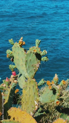 A large flowering cactus on the background of a blue water landscape on the Mediterranean coast. Cacti with fruits on the coast of Turkey. Prickly pear fig. Gazipasha. 4K photo