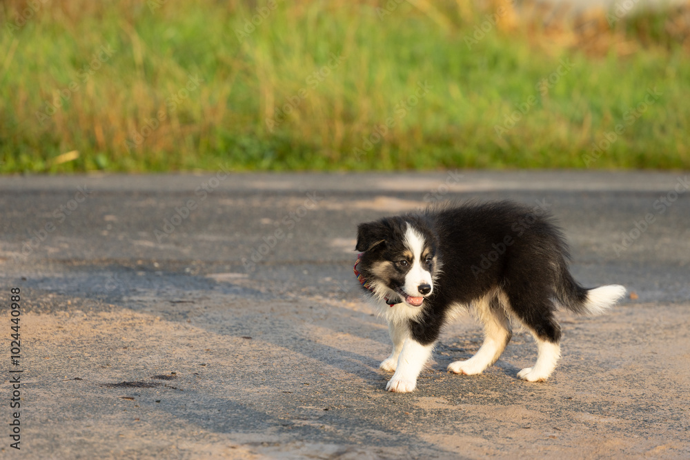 Obraz premium Ein kleiner süßer flauschiger unsicherer Border Collie Hunde Welpe auf seinem ersten Spaziergang an einem sonnigen Tag auf einer Straße ohne Leine