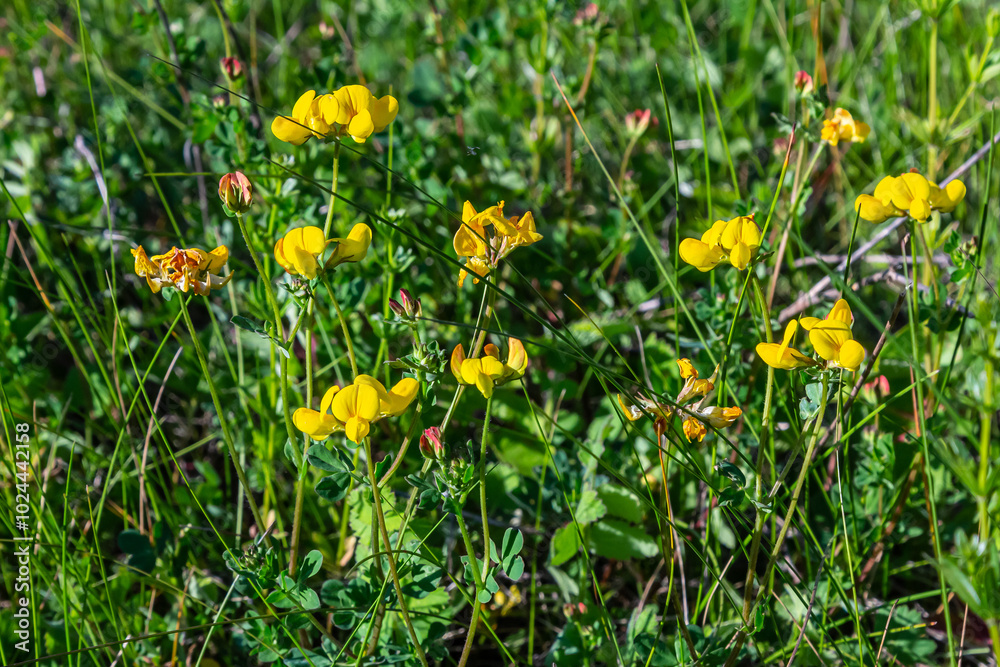 Close up of birds foot trefoil lotus corniculatus flowers in bloom. Beautiful yellow floral background Close up of birds foot trefoil lotus corniculatus flowers in bloom. Beautiful yellow floral background
