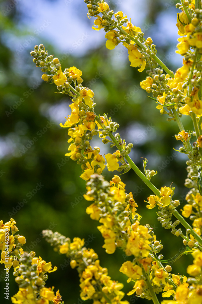 Common mullein - pale yellow flowers of verbascum nigrum plant, used as herb and medicine - growing in the medicinal garden Common mullein - pale yellow flowers of verbascum nigrum plant, used as herb and medicine - growing in the medicinal garden