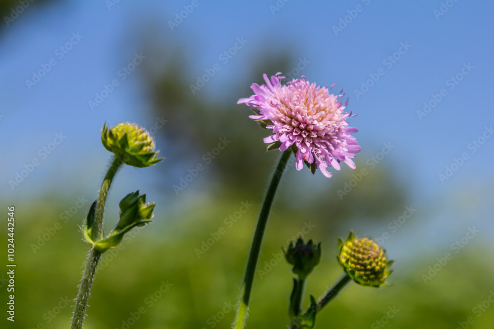 Field scabious Knautia arvensis flowering in meadow. Blue purple wild flower on natural background. Macro. Selective focus Field scabious Knautia arvensis flowering in meadow. Blue purple wild flower on natural background. Macro. Selective focus
