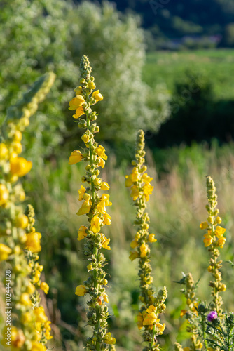 Common mullein - pale yellow flowers of verbascum nigrum plant, used as herb and medicine - growing in the medicinal garden photo