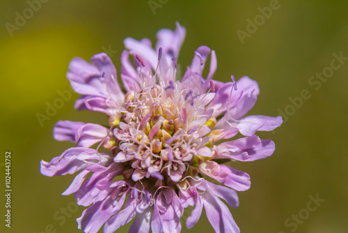 Field scabious Knautia arvensis flowering in meadow. Blue purple wild flower on natural background. Macro. Selective focus photo