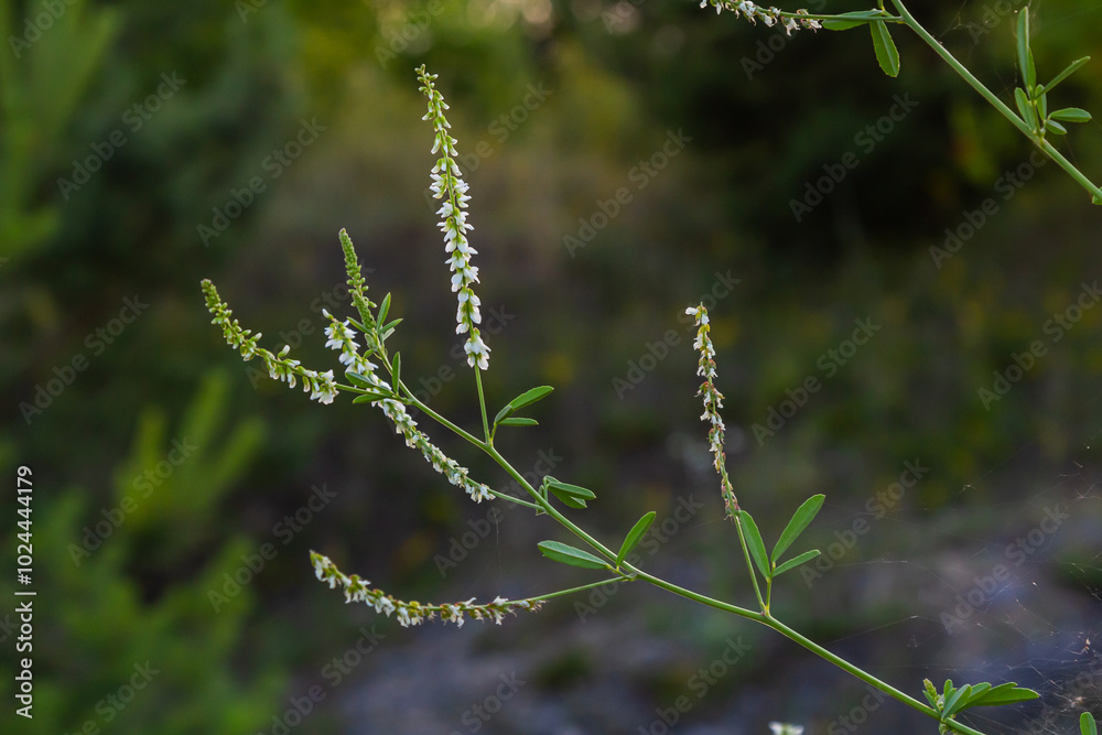 Melilotus albus or honey clover white flowers with green Melilotus albus or honey clover white flowers with green