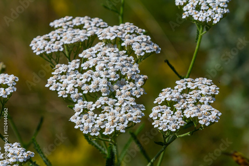 common yarrow achillea millefolium with fly Tachina fera photo