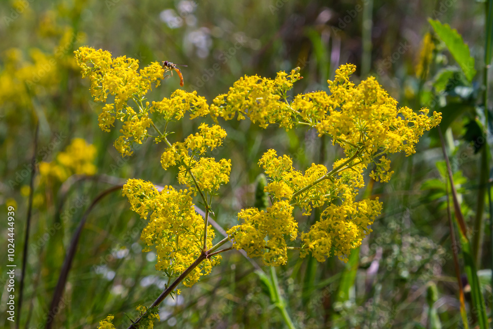 Closeup yellow flowers of lady's bedstraw, yellow bedstraw Galium verum in a Dutch garden. Family Rubiaceae. Summer, August, Netherlands Closeup yellow flowers of lady's bedstraw, yellow bedstraw Galium verum in a Dutch garden. Family Rubiaceae. Summer, August, Netherlands