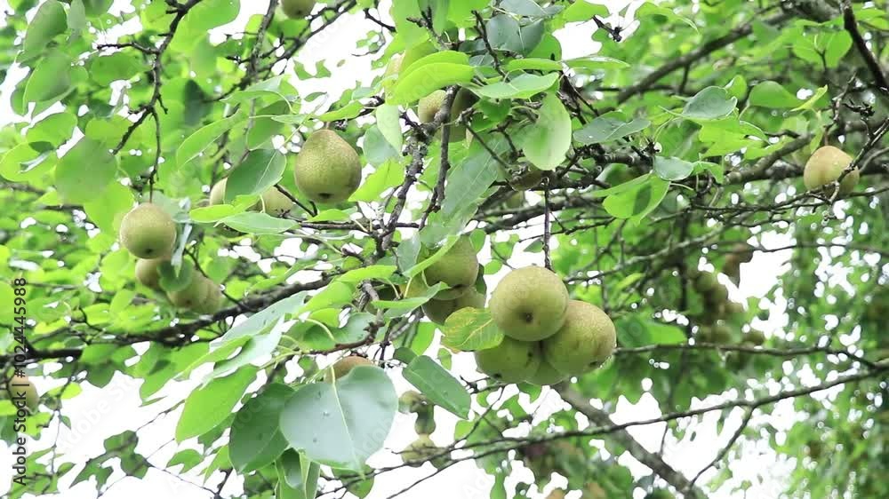 The tree is full of green pears in summer