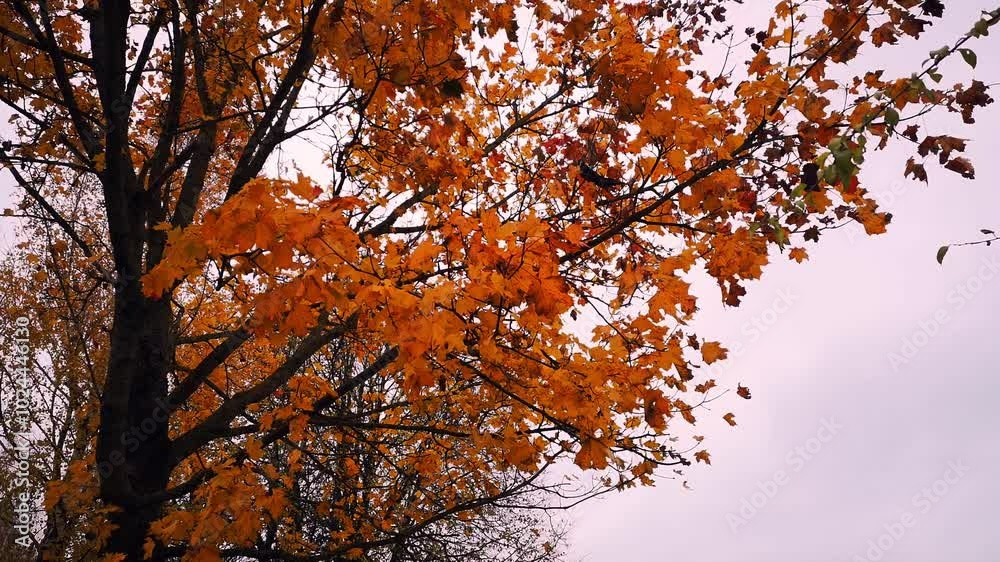 Tree branches in the wind. Sunset sky. Halloween. Autumn. Sunset. Trees with red leaves against a gloomy autumn sky. Tree branches in the wind. Sunset sky. Halloween. Autumn. Sunset. Trees with red leaves against a gloomy autumn sky.
