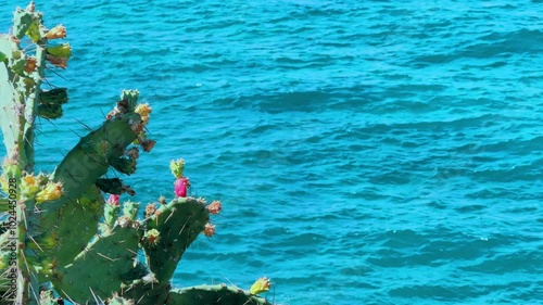 A large flowering cactus on the background of a blue water landscape on the Mediterranean coast. Cacti with fruits on the coast of Turkey. Prickly pear fig. Gazipasha. 4K photo