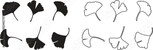 Set of Cartoon flat and line ginkgo biloba leaf. Ginkgo Herb and Spice Icons. Botanical element, traditional painting isolated on transparent background. Leaflet organic cosmetic and medical plants.