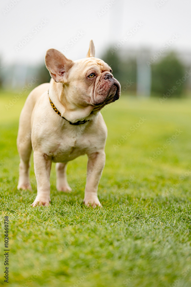 Fototapeta premium portrait of a French bulldog of light color.