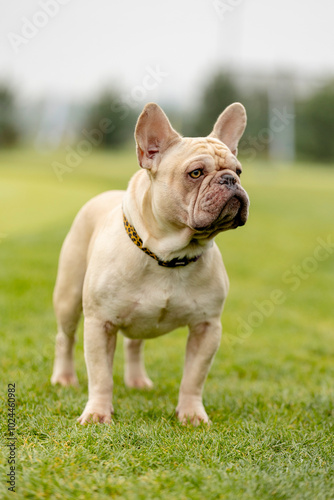 portrait of a French bulldog of light color.