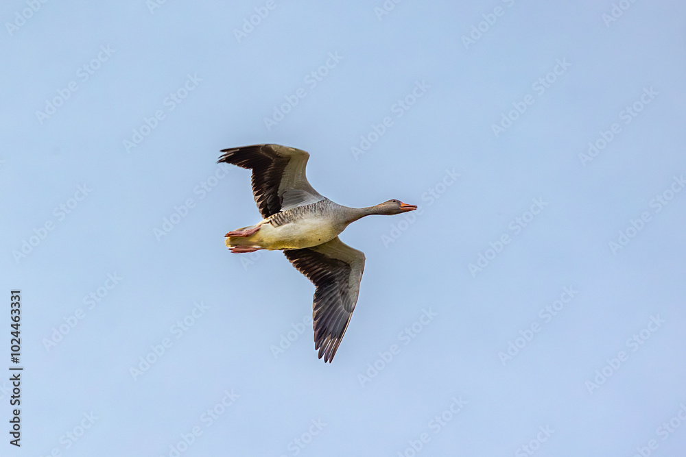geese in flight
