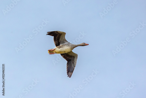 Obraz na płótnie geese in flight w salonie