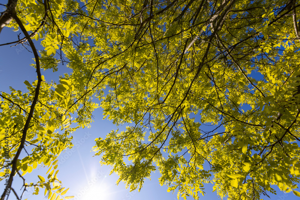 green acacia leaves in spring with blue sky green acacia leaves in spring with blue sky