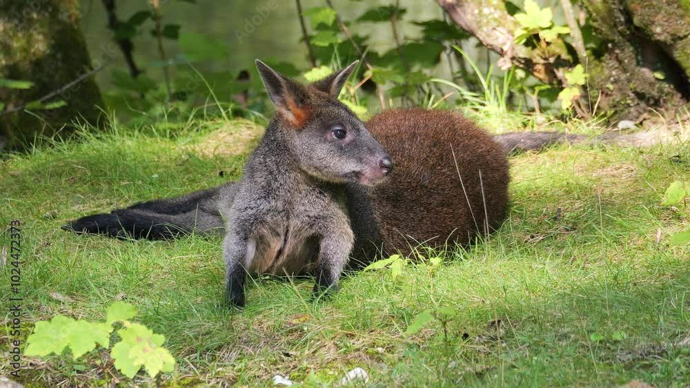 Swamp Wallaby, Wallabia bicolor, is one of the smaller kangaroos. This wallaby is also commonly known as the black wallaby Swamp Wallaby, Wallabia bicolor, is one of the smaller kangaroos. This wallaby is also commonly known as the black wallaby
