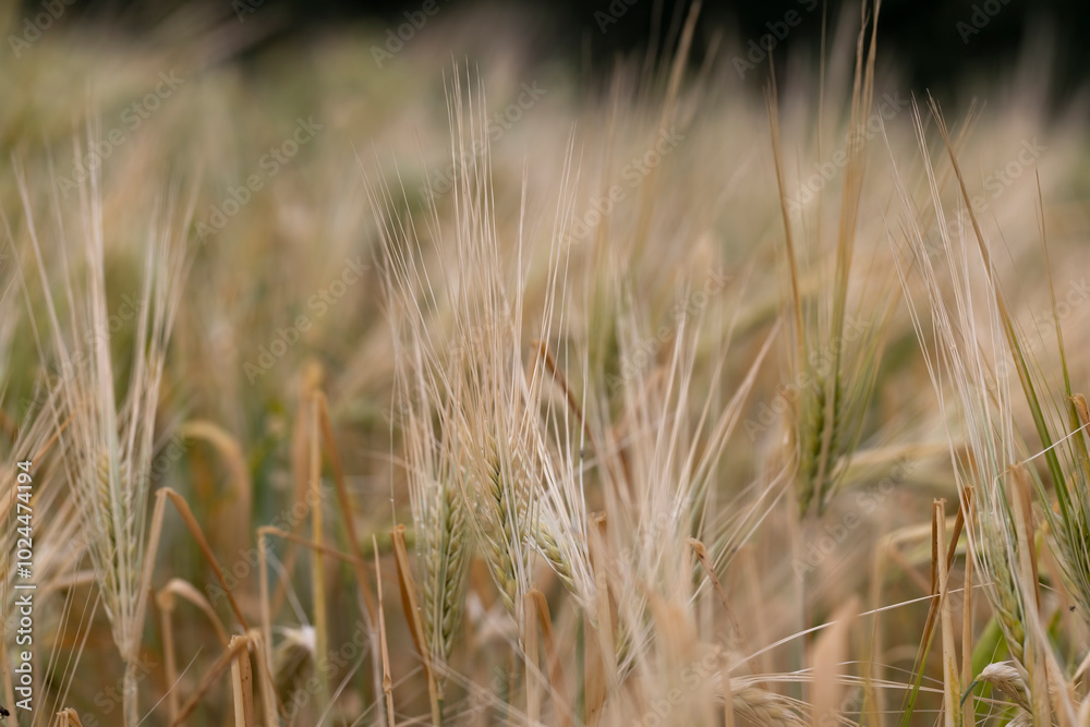 wheat field after a thunderstorm and rain