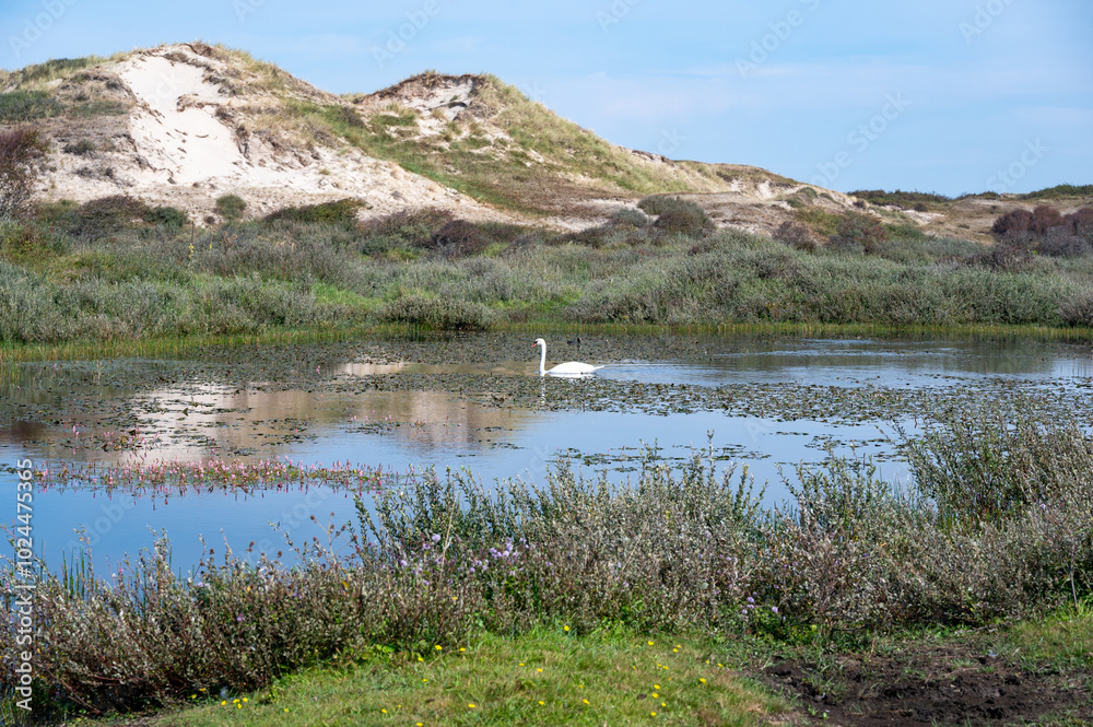 Small lake in a dune landscape with a swan, in a nature reserve in the Netherlands Small lake in a dune landscape with a swan, in a nature reserve in the Netherlands