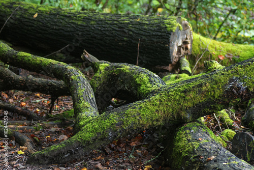 tree in the forest