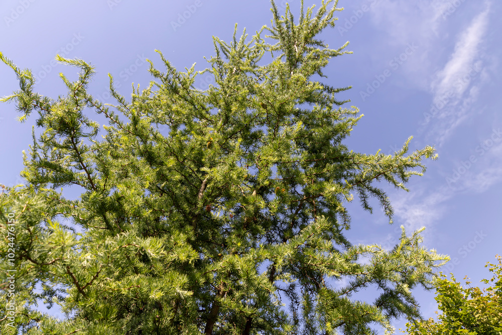 Fototapeta premium green larch needles on a blue sky background