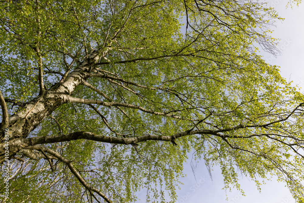 Fototapeta premium new green birch foliage in spring against a gray sky