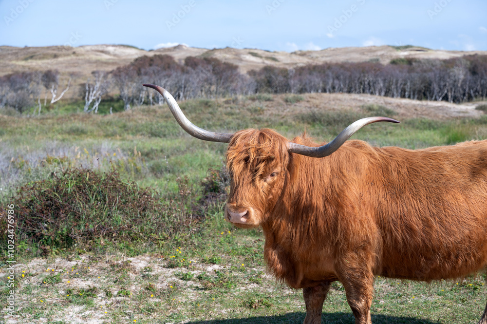 Portrait of a Highland cattle Portrait of a Highland cattle