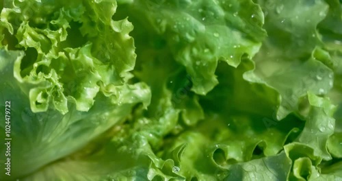 Fresh lettuce in drops of water. Shot on super slow motion camera 1000 fps.