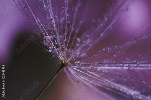 Seeds of dandelion flower with water drops on blurred background, macro photo photo