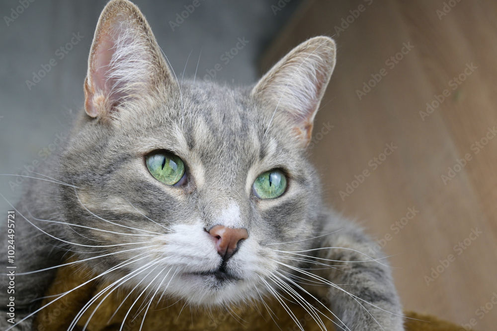 Naklejka premium A gray tabby cat with green eyes lies on a scratch post.