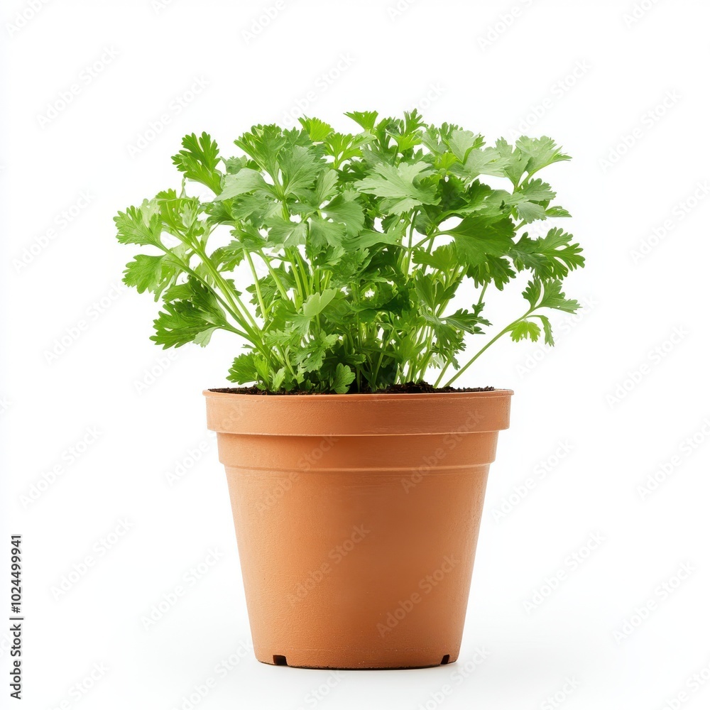 Coriander plant in a pot isolated on white, front view Coriander plant in a pot isolated on white, front view